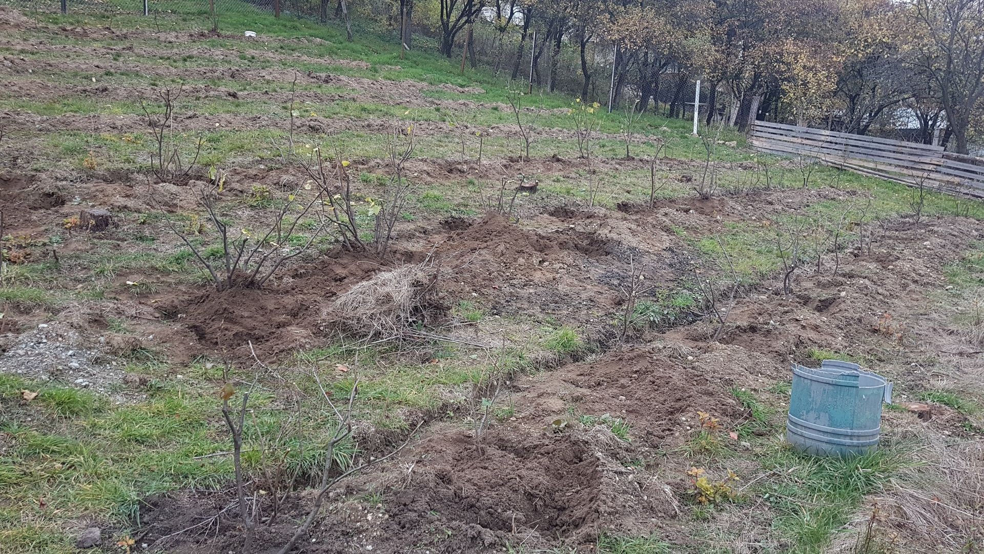 Plantarea Coacaze negre