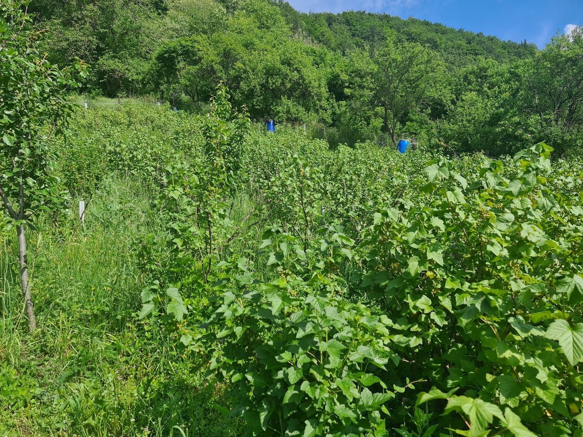 Tufe de coacăz negru (3-4 ani) – productivitate + gust de top 🍇