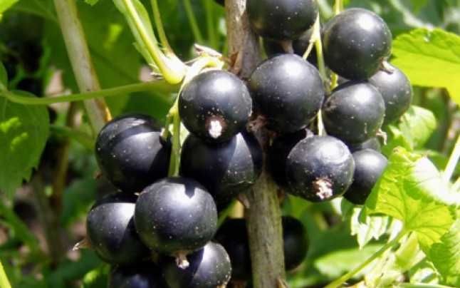 coacaze negre in timpul zilei