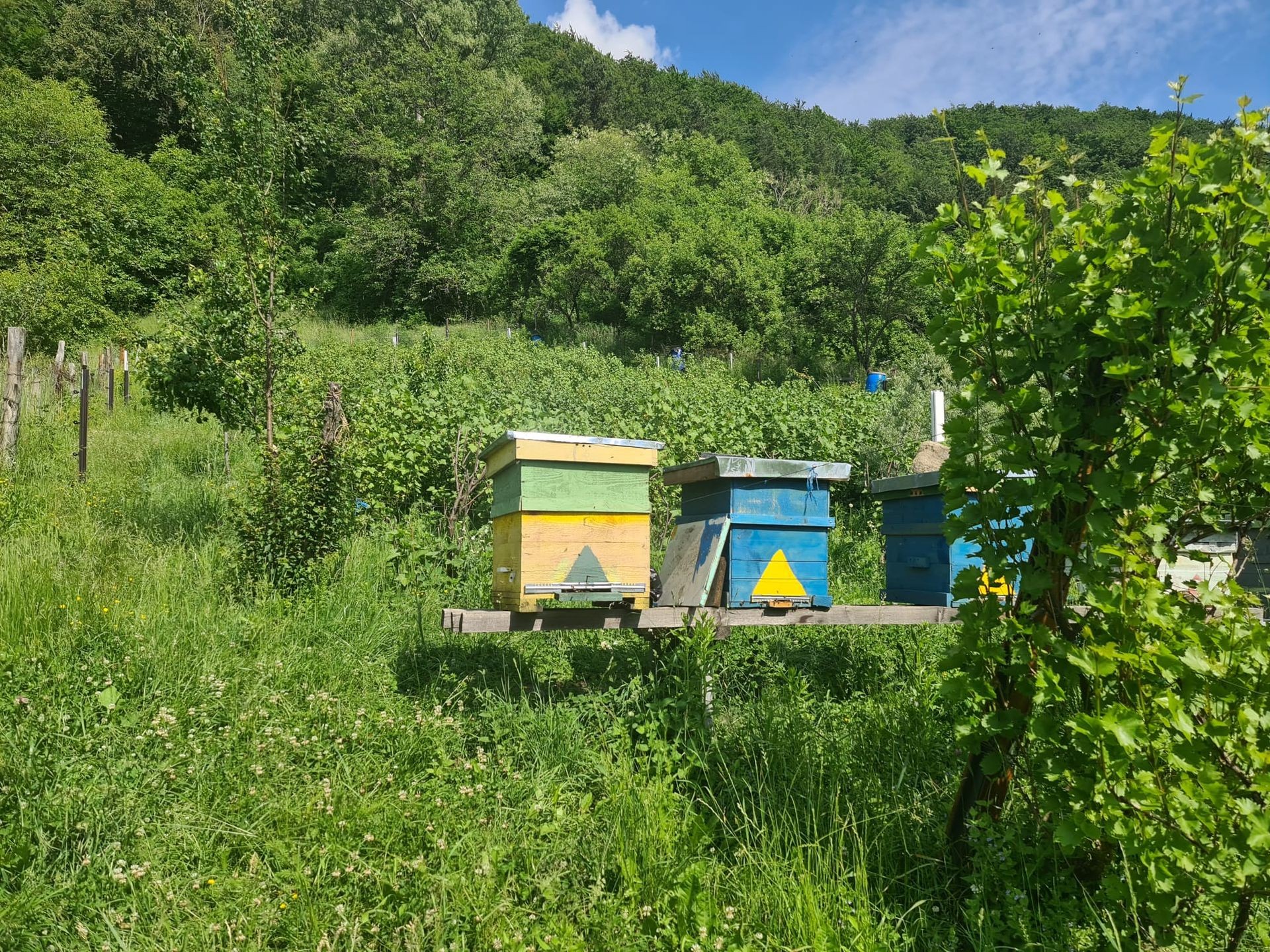 Garanția Calității, Durabilitate și Tradiție